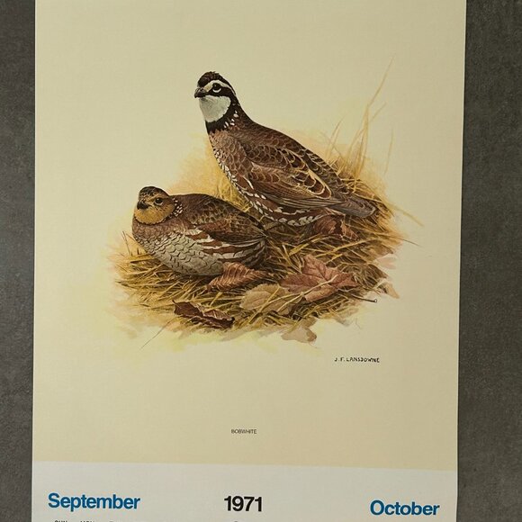 Vintage 1971 & 1972 Calendar Prints J.F. Lansdowne Birds - Picture 4 of 10